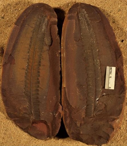 Pecopteris sp.