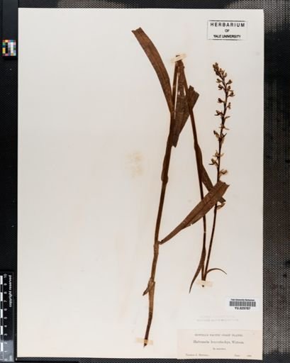Plantae