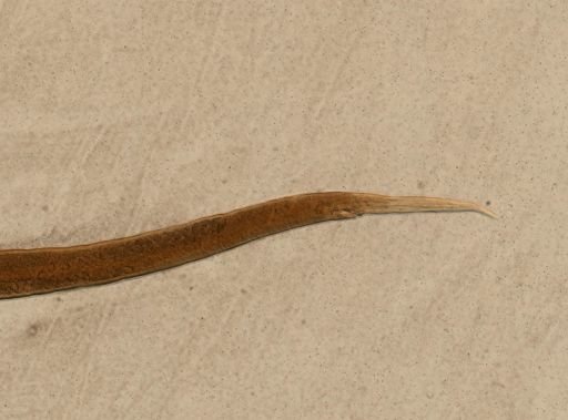 Ganguleterakis spumosa