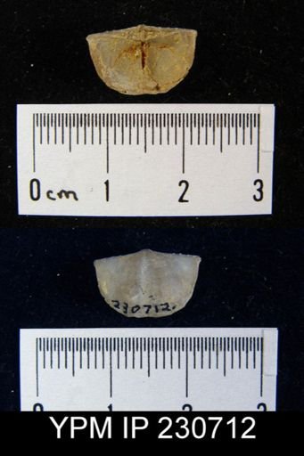 Chonetes granulifer