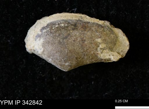 Nuculana sp.
