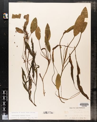 Potamogeton nodosus