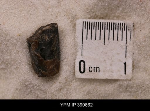 Baculites sp.