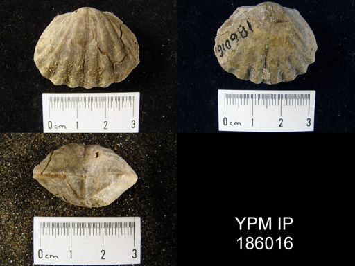 Meekella striatocostata