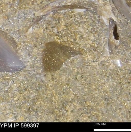 Protocardia subquadrata