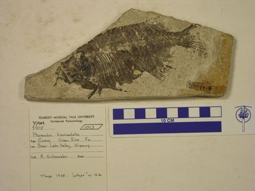 Phareodus brevicaudatus