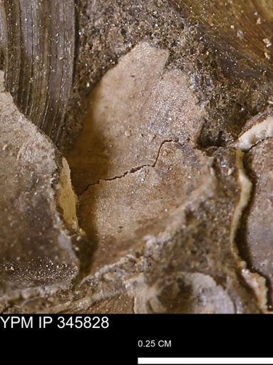 undet. Bivalvia