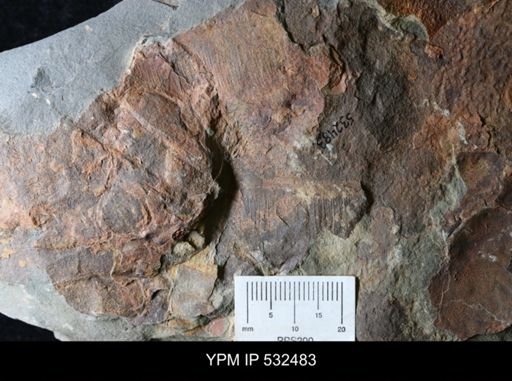 undet. Arthropoda