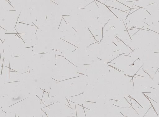 Prosuberites sp.