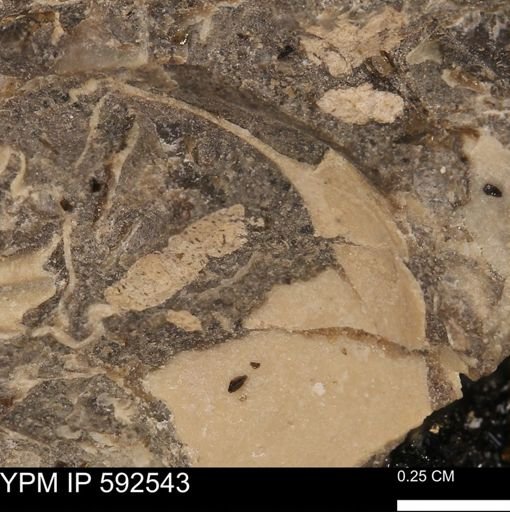 undet. Mollusca