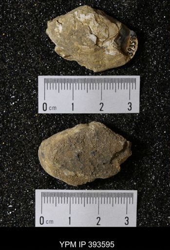Ostrea glabra