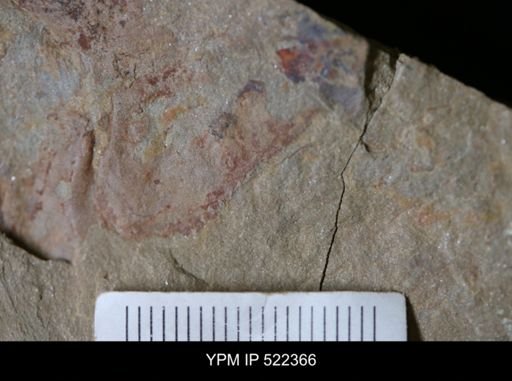 undet. Arthropoda