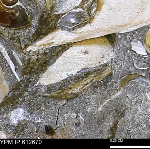 Protocardia sp.