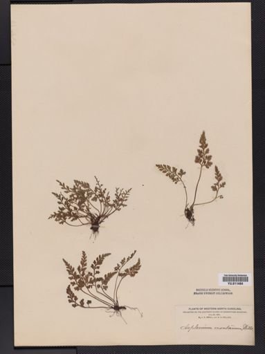 Asplenium montanum