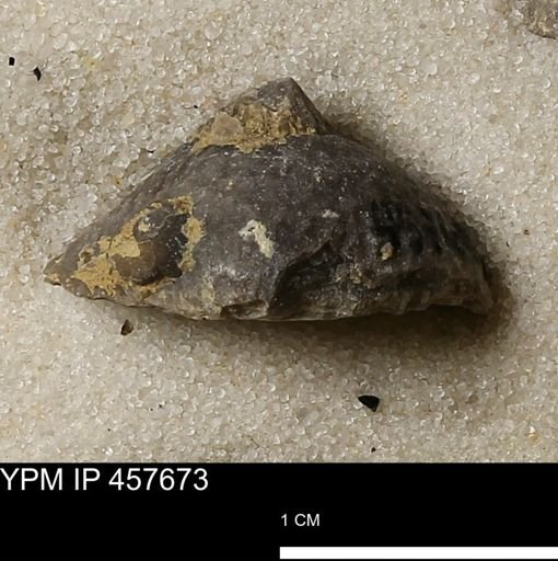Helaspis sp.