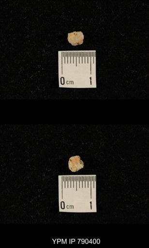 undet. Brachiopoda