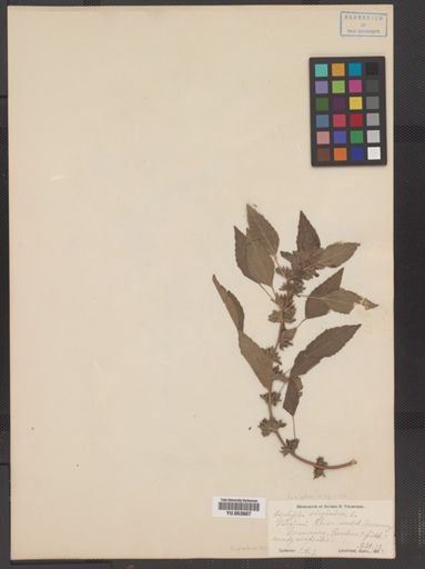 Acalypha virginica