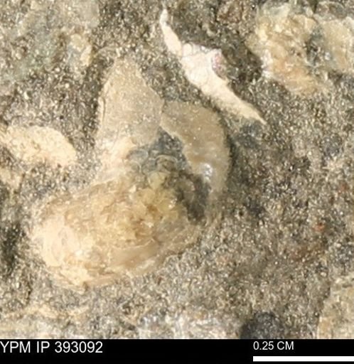 Scaphites sp.