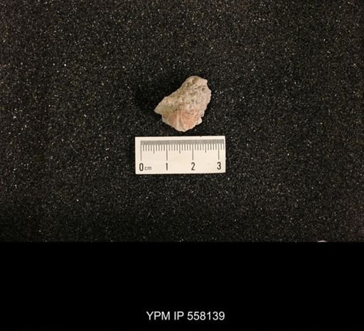 Spiriferina kentuckiensis