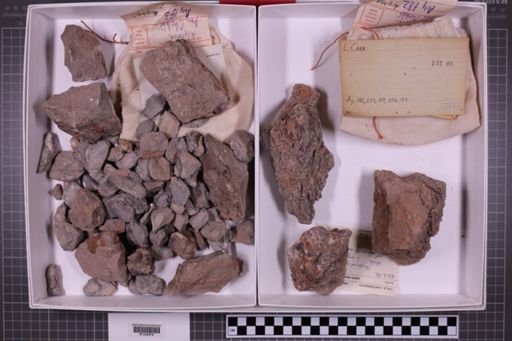 mixed taxa, stratigraphic collection