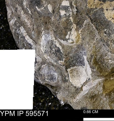 Protocardia sp.