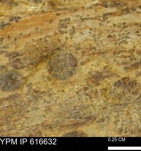 Teredo sp.