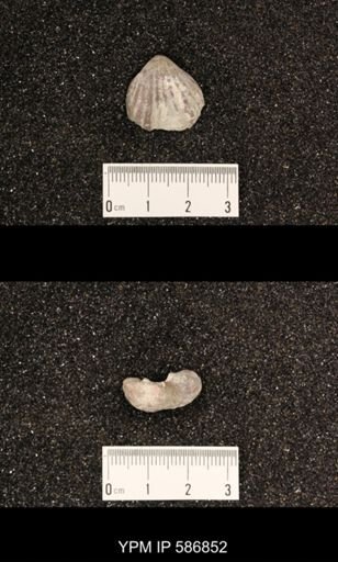 Rhynchotrema perlamellosum