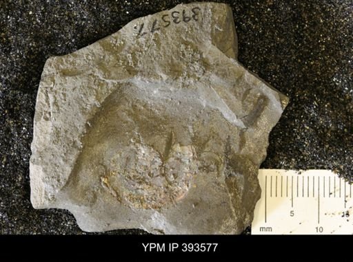 undet. Ammonoidea