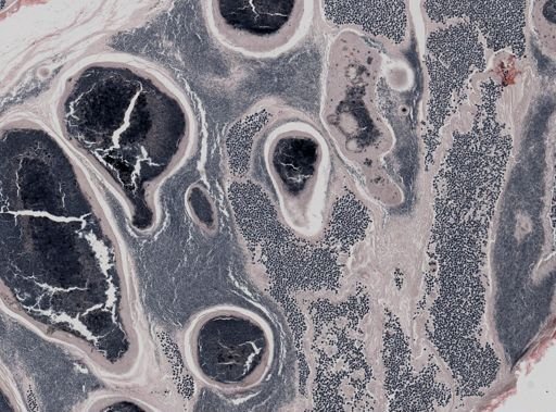 Pleistophora macrozoarcides