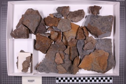 mixed taxa, stratigraphic collection