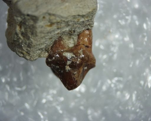 Palaeosinopa sp.