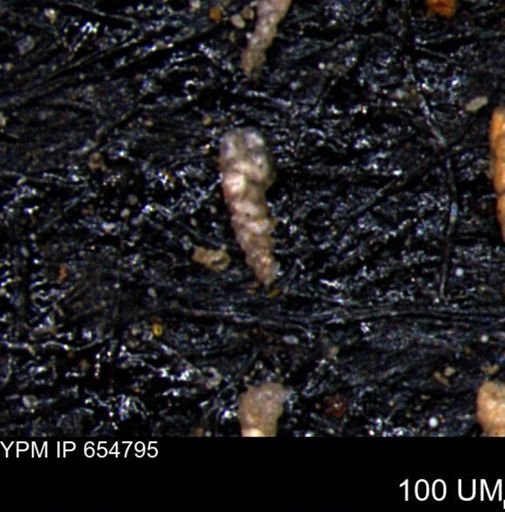 Verneuilinoides kansasensis