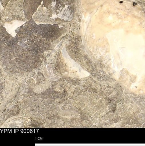 Anomia gryphorhyncha