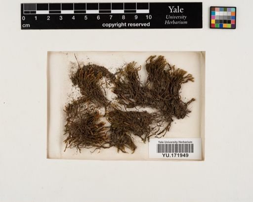 Plantae