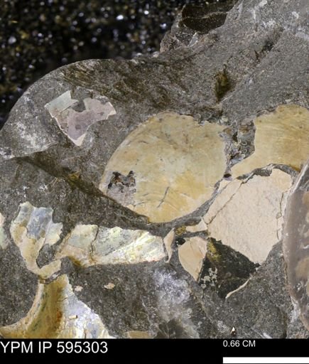 Sphenodiscus sp.