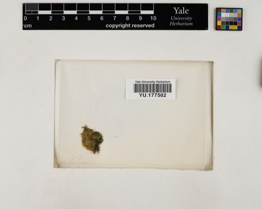 Plantae