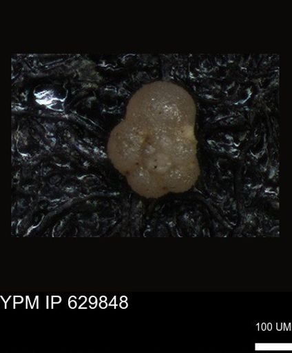 undet. Foraminiferida