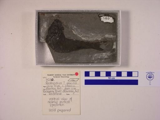 Redfieldia gracilis