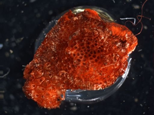 Crepidacantha poissonii