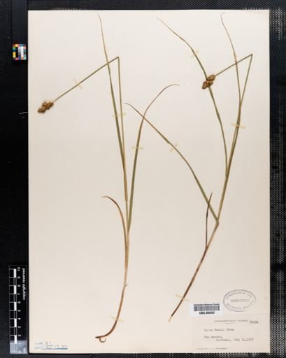 Carex bebbii