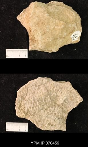Favosites brownsportensis