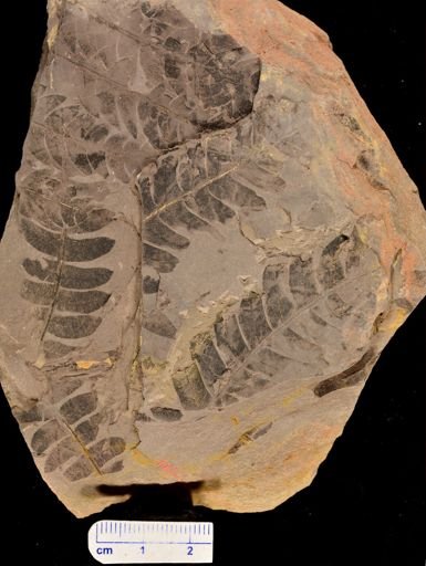 Cladophlebis sp.