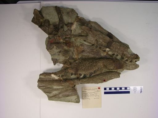 Crocodylus vorax