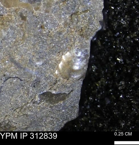 undet. Ammonoidea