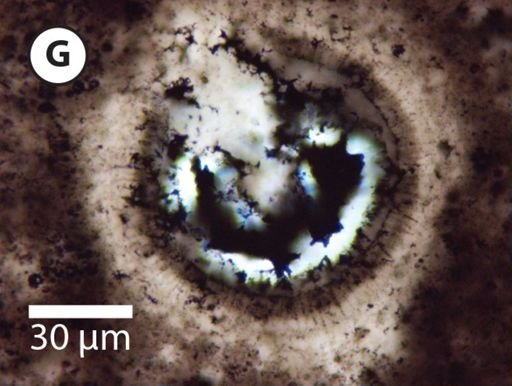 Appendisphaera fragilis