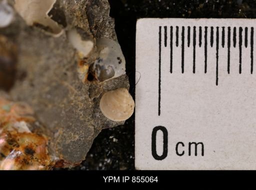 Protocardia subquadrata