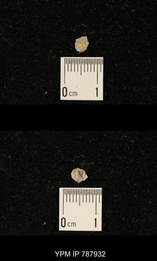Brachiopoda