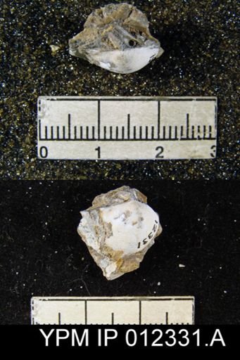 Martinia rhomboidalis