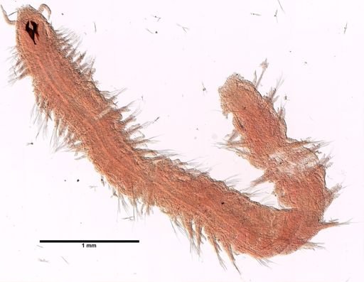 Parougia caeca