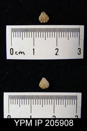 Hustedia sp.
